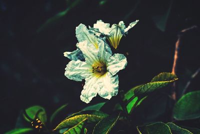 Close-up of flowers at night