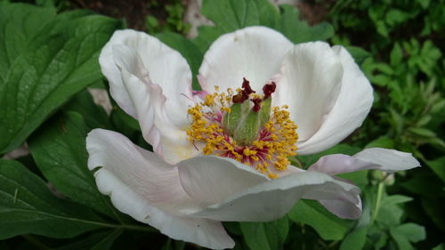 Close-up of white flower blooming outdoors