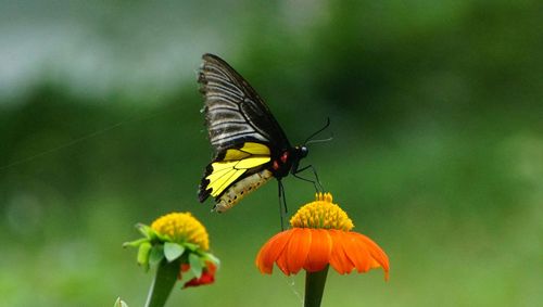 Close-up of butterfly pollinating on yellow flower