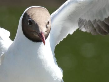 Close-up portrait of seagull flying