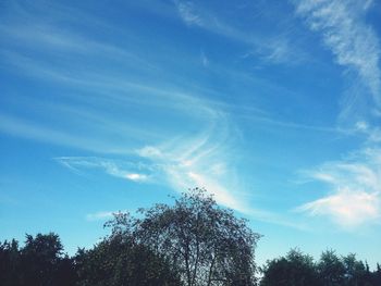 Low angle view of trees against cloudy sky