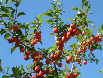 Low angle view of berries growing on tree against sky