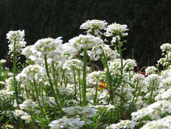 Close-up of white flowering plants on field