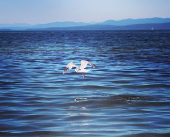 Seagull flying over sea