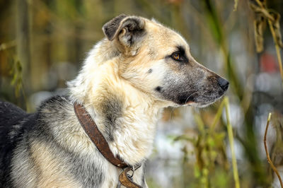 Close-up of a dog looking away