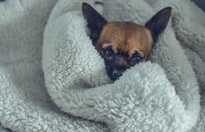 Portrait of dog resting on bed at home