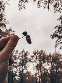 Person holding plant against sky