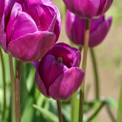 Close-up of pink flowers
