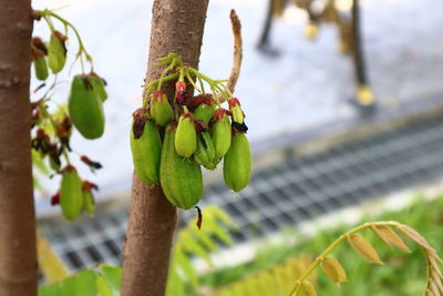 Close-up of fruit growing on tree