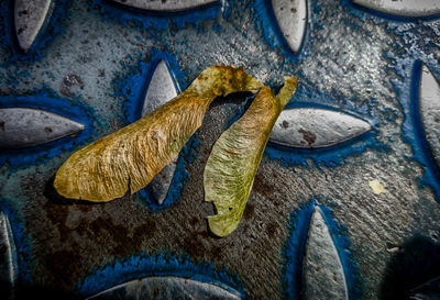 Close-up of insect wings on metal