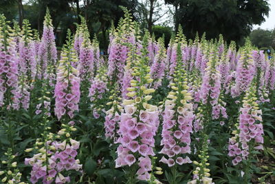 Purple flowering plants in garden