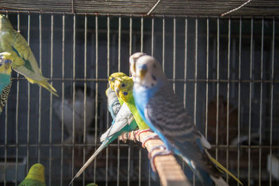 Birds inside the cage selective focus