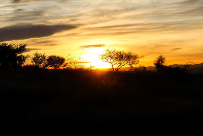 Silhouette trees on landscape against sky during sunset