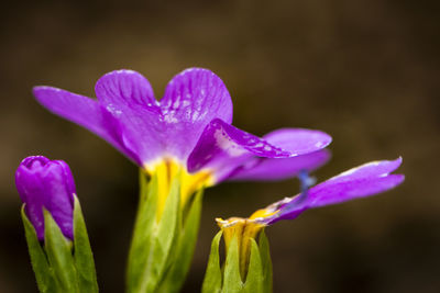 Close-up of purple crocus flower