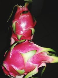 Close-up of pink rose