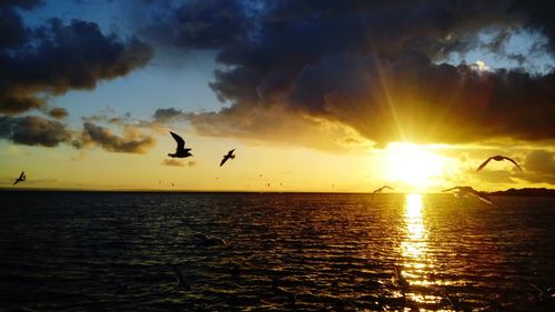Silhouette birds flying over sea against sky during sunset