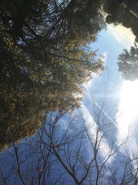 Low angle view of trees against sky