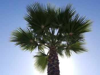 Low angle view of palm trees against blue sky