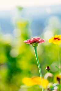 Close-up of pink flower