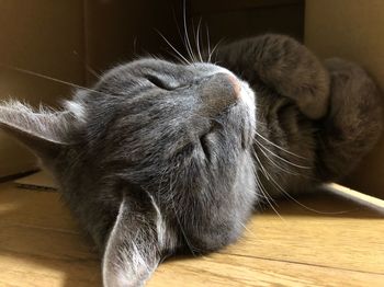 Close-up of cat relaxing on hardwood floor