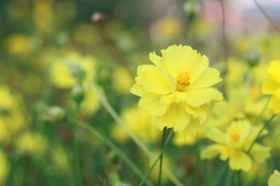 Close-up of yellow flowering plant on field