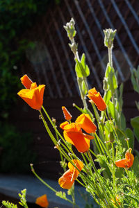 Close-up of orange flowering plant