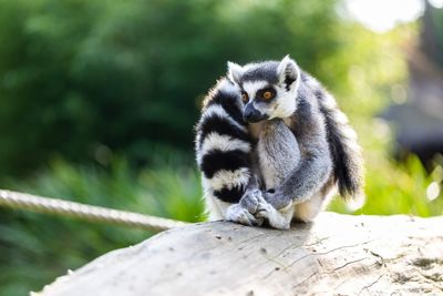 Close-up of a lemur