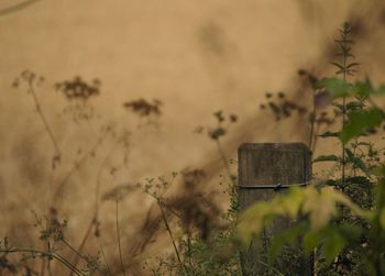 Top of a wooden post in the summer sun