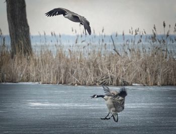 Bird flying over a dog in water