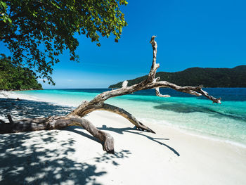 Koh ra wi island white sand beach, turquoise sea with dead tree. near koh lipe island, thailand.