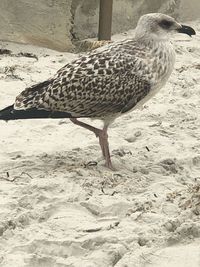 Close-up of bird on sand
