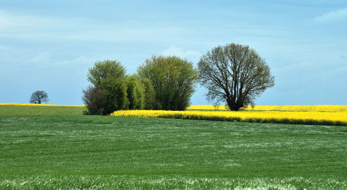 Scenic view of field against sky