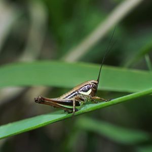 Close-up of insect on leaf