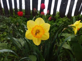 Close-up of yellow flowering plants