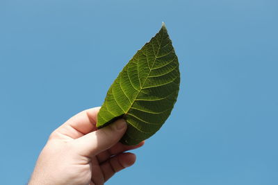 Cropped hand holding leaf against clear blue sky