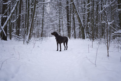 Pointer dog running on snow covered field