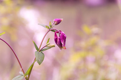 Close-up of pink flowering plant