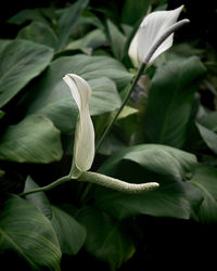 Close-up of plant