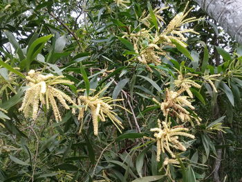 High angle view of flowering plant