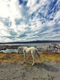 View of horse on field against sky