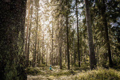 Man in shorts standing below pine trees in forest