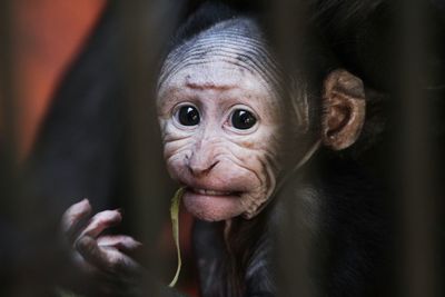 Close-up portrait of cute baby outdoors