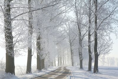 Road amidst trees during winter