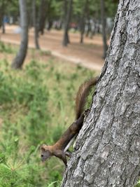 Squirrel on tree trunk