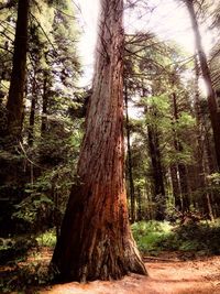 Trees in forest