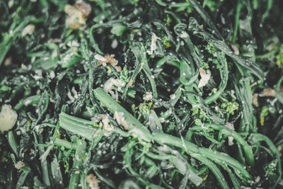 High angle view of plants growing on field