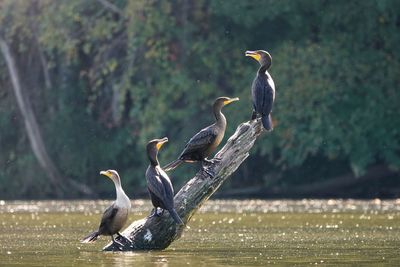 Cormorants on a stick 