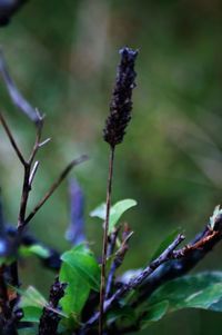 Close-up of purple flowers