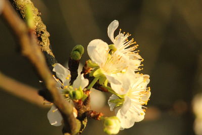 Close-up of white cherry blossom