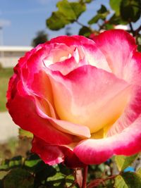 Close-up of pink rose